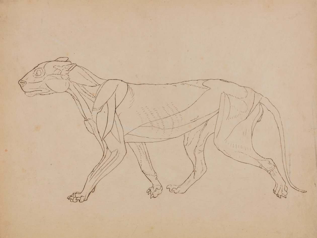 Tijgerlichaam, zijaanzicht (waarschijnlijk gemaakt als basis voor een sleutel figuur) door George Stubbs