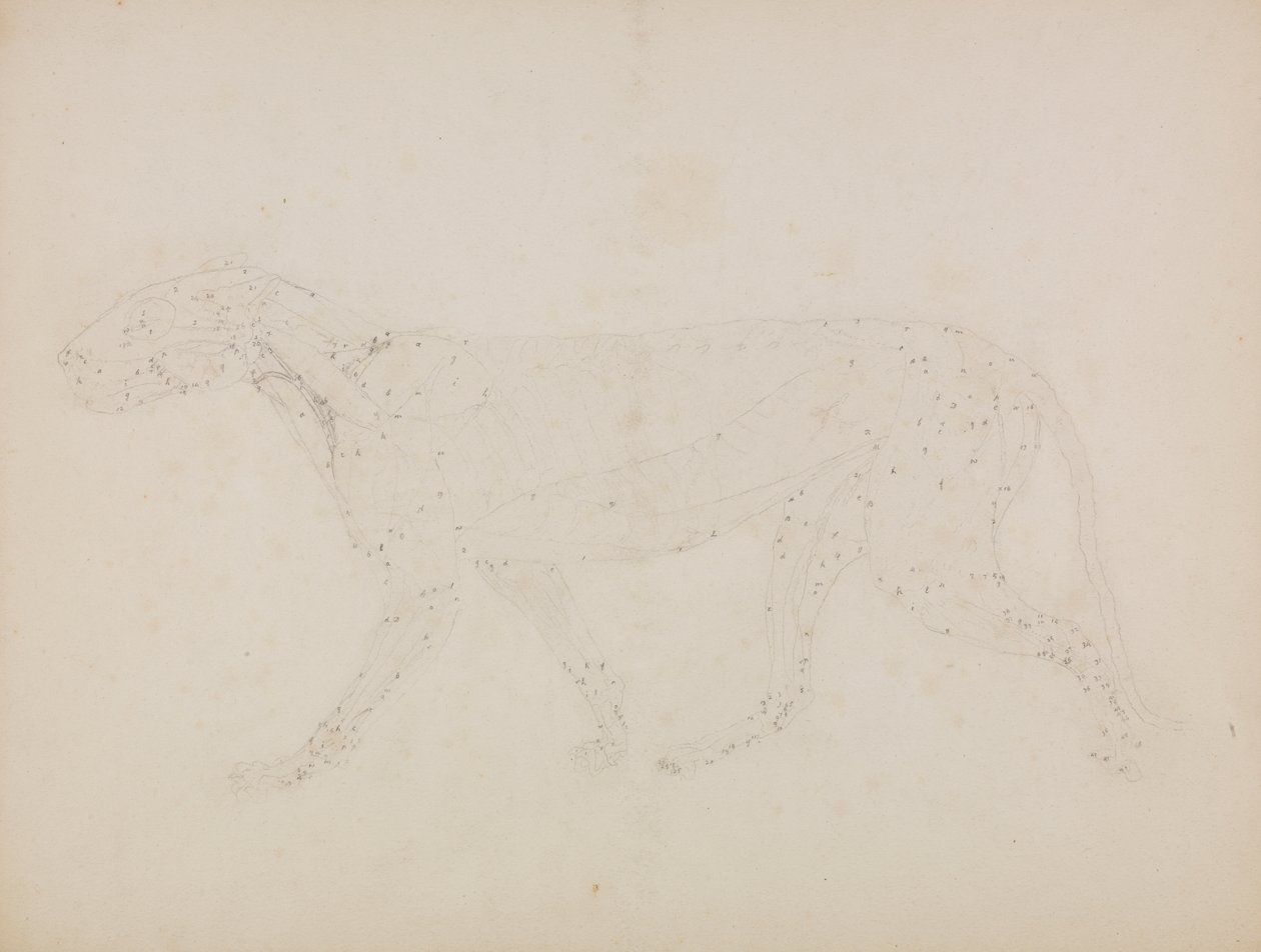 Tijgerlichaam, lateraal aanzicht (studie van de bovenste spierlagen en hun bloedtoevoer voorbereid voor de sleutelfiguur naar Tabel XIV) door George Stubbs
