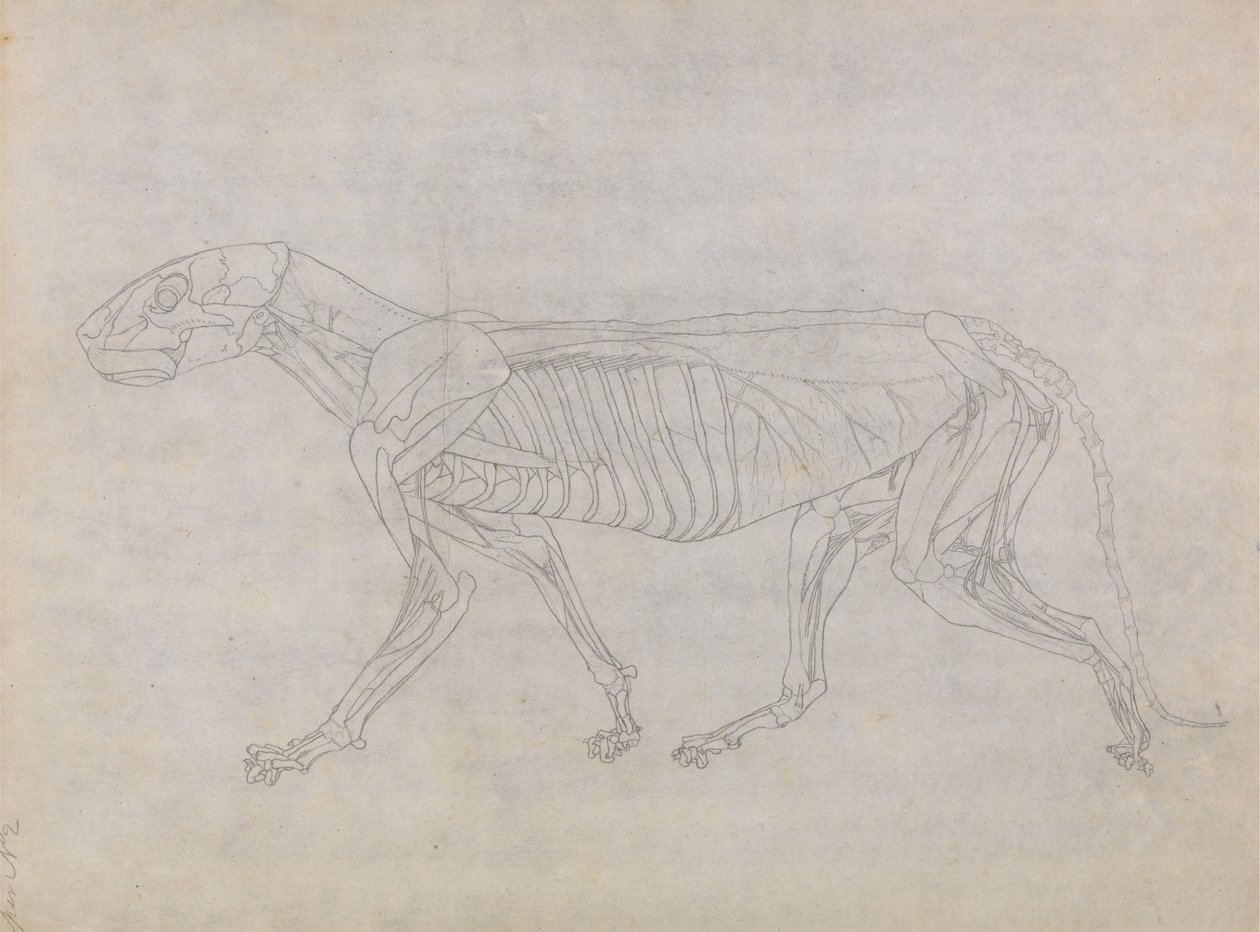 Tijgerlichaam, Zijaanzicht door George Stubbs