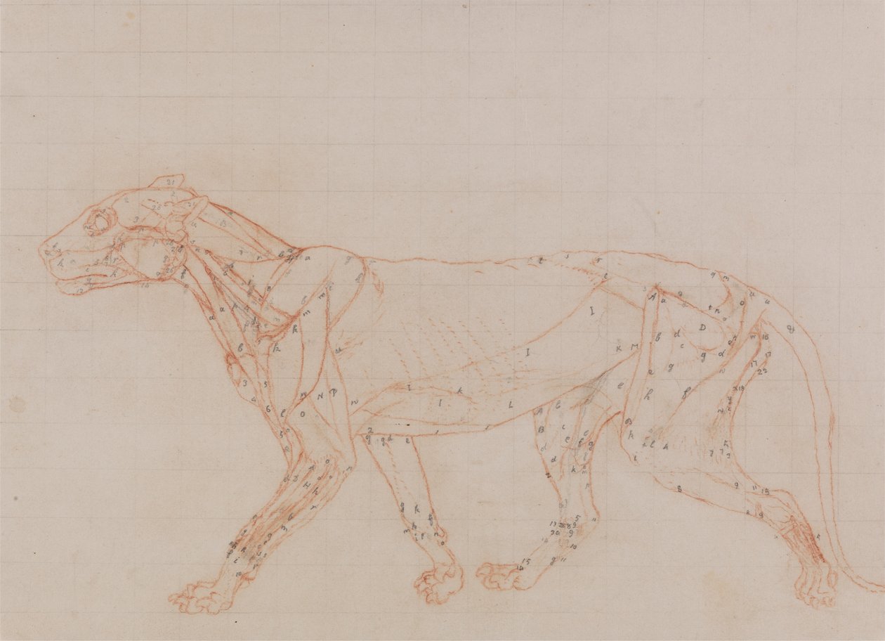 Tijgerlichaam, zijaanzicht (studie van de spieren blootgelegd in de derde fase van dissectie) door George Stubbs