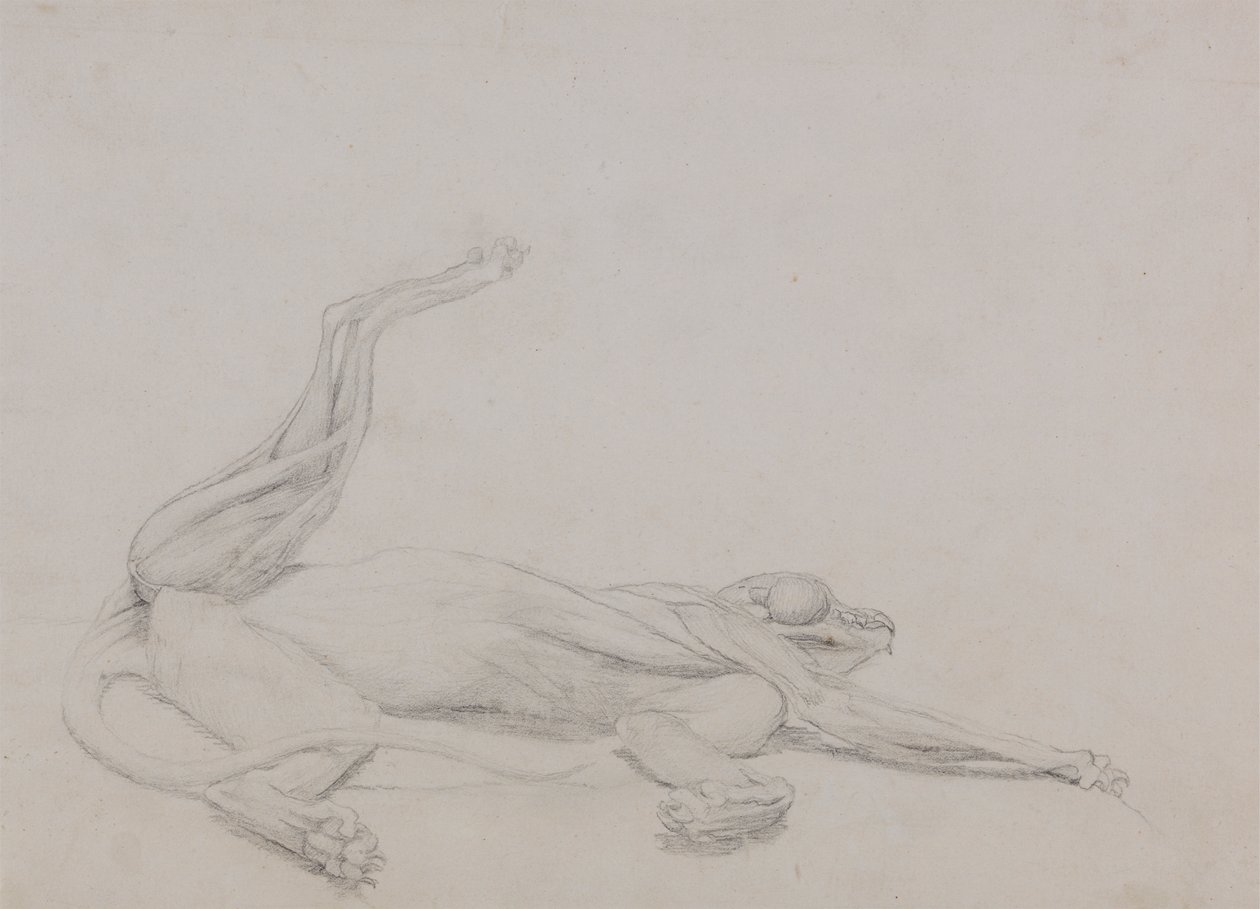 Tijgerlichaam, liggend, ventraal bekeken door George Stubbs