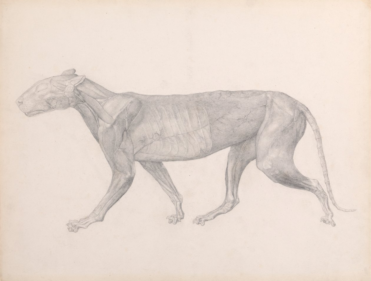 Tijger, zijaanzicht, met het bindweefsel over de spieren verwijderd (afgewerkte studie voor Tafel XIV) door George Stubbs