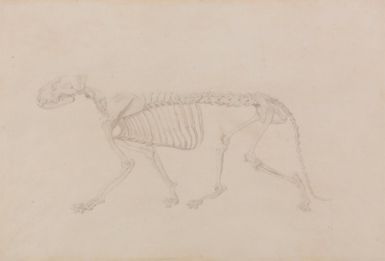 Tigerskelet, zijaanzicht (Zeer gedetailleerde studie voor Tafel IV) door George Stubbs