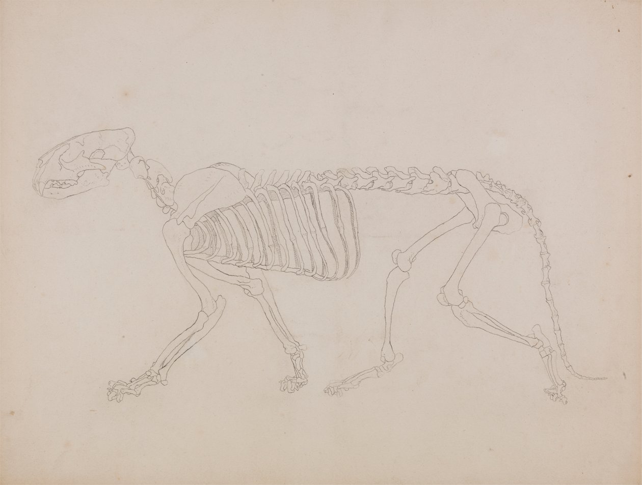Tigerskelet, Lateraal Aanzicht door George Stubbs