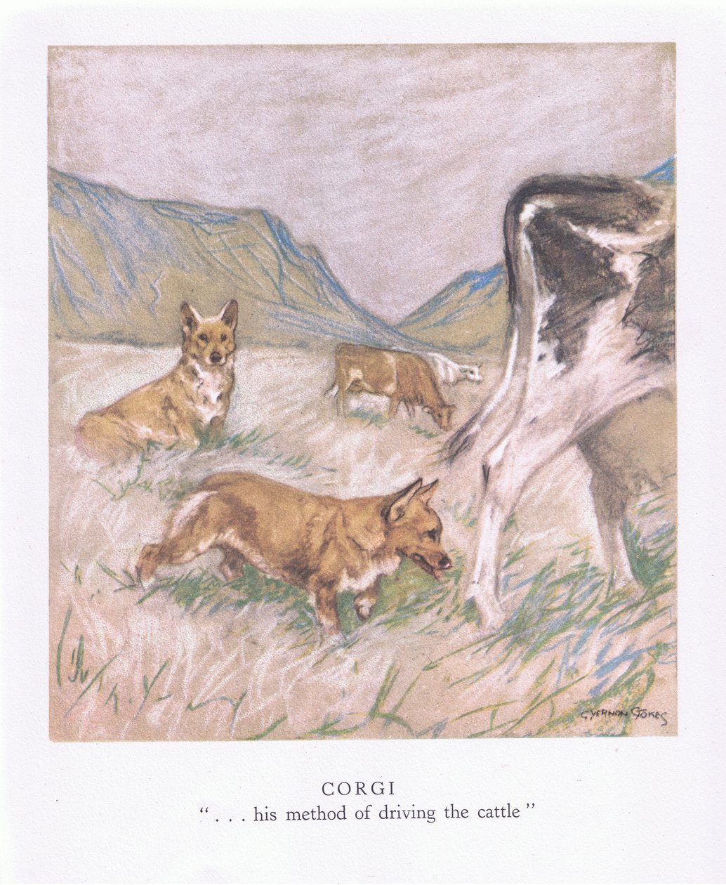 Corgi (kleurenlitho) door George Vernon Stokes