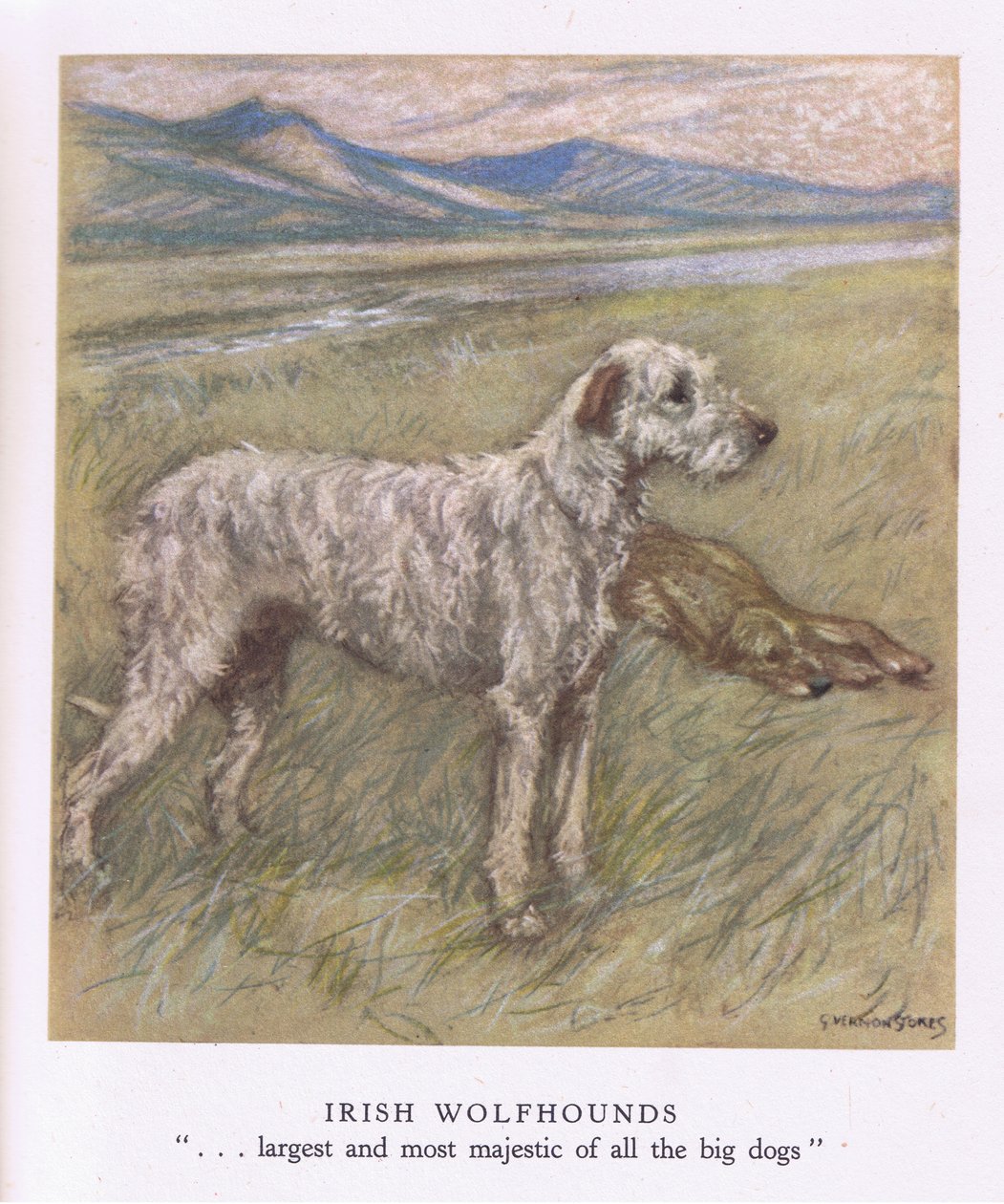 Ierse wolfshonden (kleurenlitho) door George Vernon Stokes