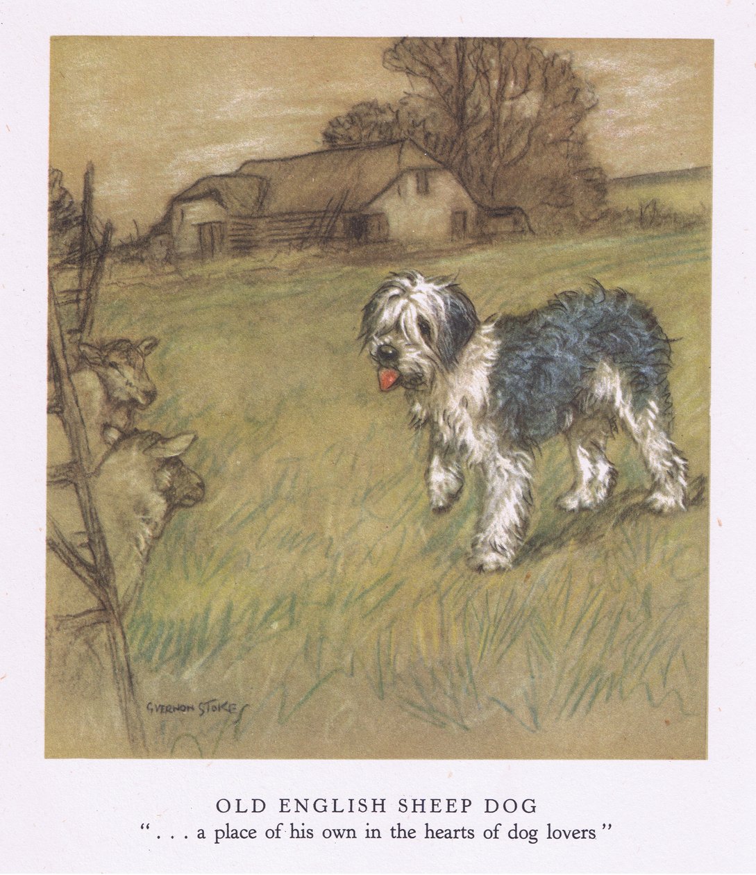 Old English Sheepdog (kleurenlitho) door George Vernon Stokes
