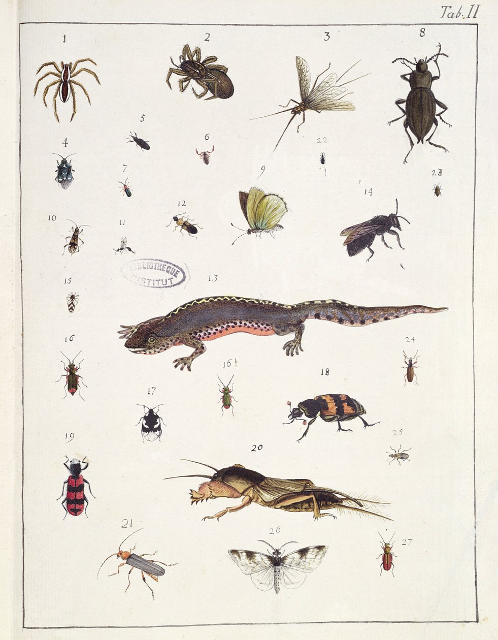 Verschillende insecten en een hagedis, plaat II uit 