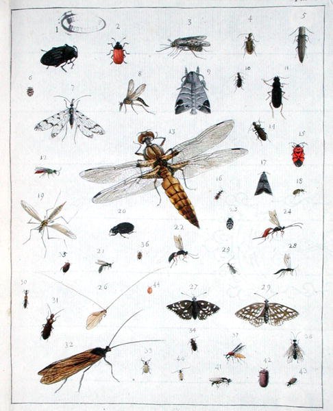 Verschillende insecten, plaat III uit 