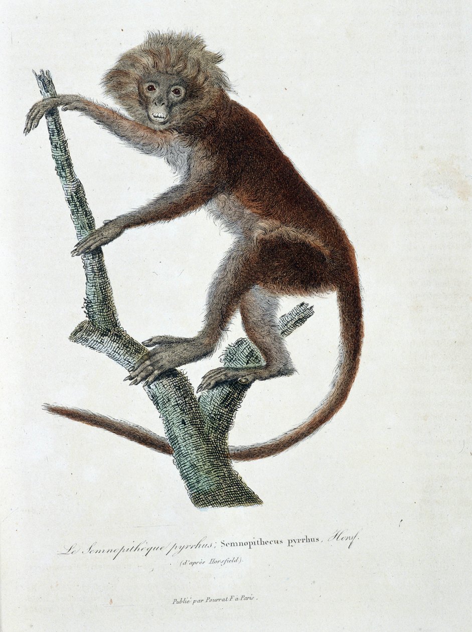 Natuurhistorische plaat: Zoölogische plaat die Semnopitheque pyrrhus afbeeldt; Semnopithecus pyrrhus (van Horsfield) - in 