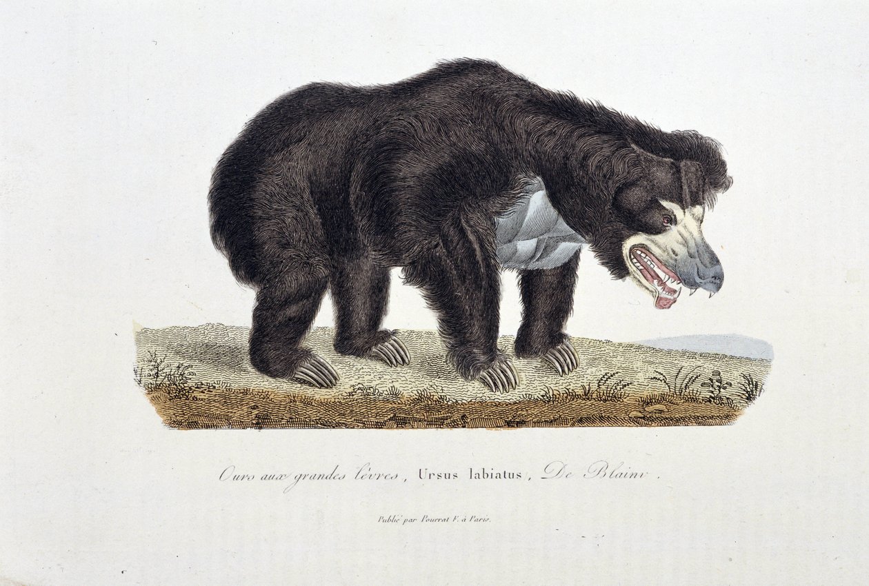 Natuurhistorische plaat: Zoölogische plaat die de Beer met Grote Lippen, Ursus labiatus, De Blainville afbeeldt - in 