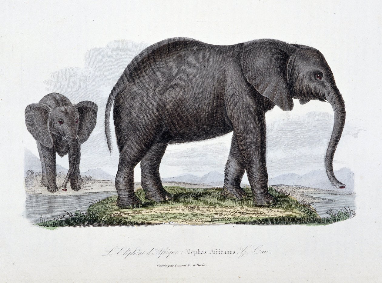 Natuurhistorische plaat: Zoölogische plaat die de Afrikaanse olifant afbeeldt; Elephas Africanus - in 