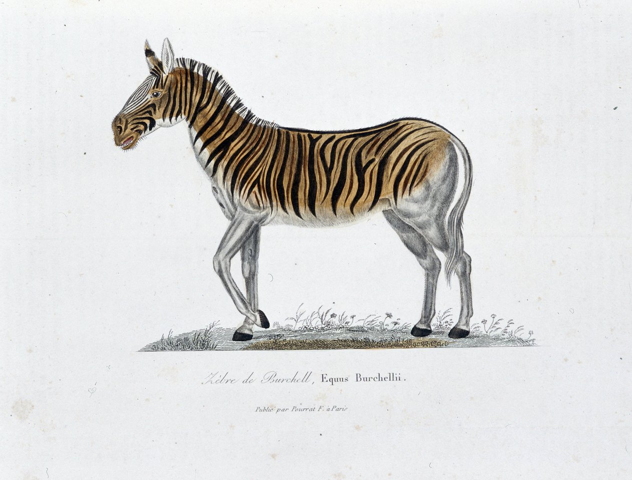 Natuurhistorische plaat: Zoölogisch bord dat de Zebra van Burchell, Equus Burchellii voorstelt - in “Volledige Werken van Buffon” door natuuronderzoeker Georges Louis Leclerc, Graaf van Buffon (1707 - 1788). Gravure uit 1837 door Georges Louis Leclerc