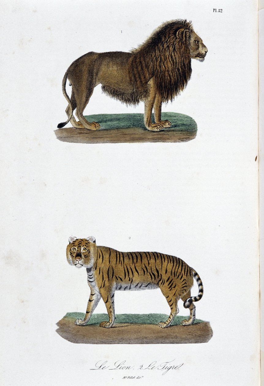 Natuurhistorische Plaat: Zoologische plaat met de leeuw en de tijger - in 