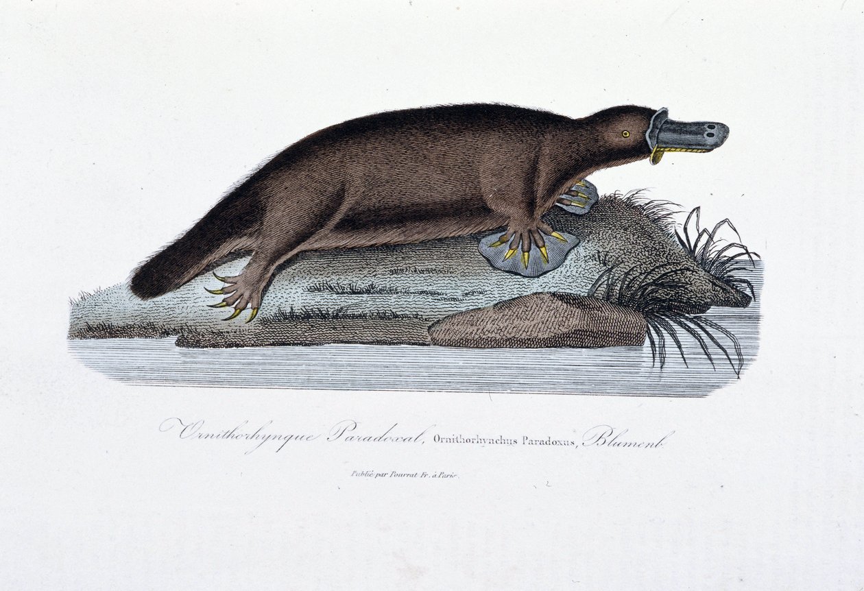 Natuurhistorische plaat: Zoölogische plaat die de ornithorync Paradoxal (Ornithorhynchus Paradoxux) voorstelt, Blumenb - in Werken van Buffon door natuuronderzoeker Georges Louis Leclerc, Graaf van Buffon. Gravure uit 1837. door Georges Louis Leclerc