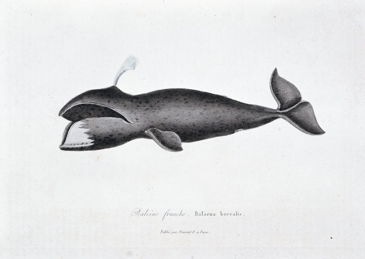 Natuurhistorische plaat: Zoölogisch bord dat de gewone vinvis, Balaena borealis voorstelt - in “Werken van Buffon” door natuuronderzoeker Georges Louis Leclerc, Graaf van Buffon (1707 - 1788). Gravure uit 1837 door Georges Louis Leclerc