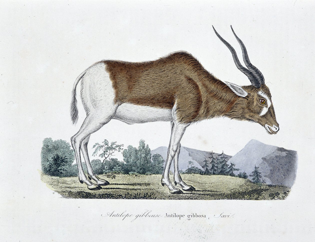Natuurhistorische Plaat: Zoölogische kaart die de Gibbous Antelope, Gibbosa Antelope, Savi afbeeldt - in "Volledige Werken van Buffon" door natuuronderzoeker Georges Louis Leclerc, Graaf van Buffon (1707 - 1788). Gravure uit 1837. door Georges Louis Leclerc