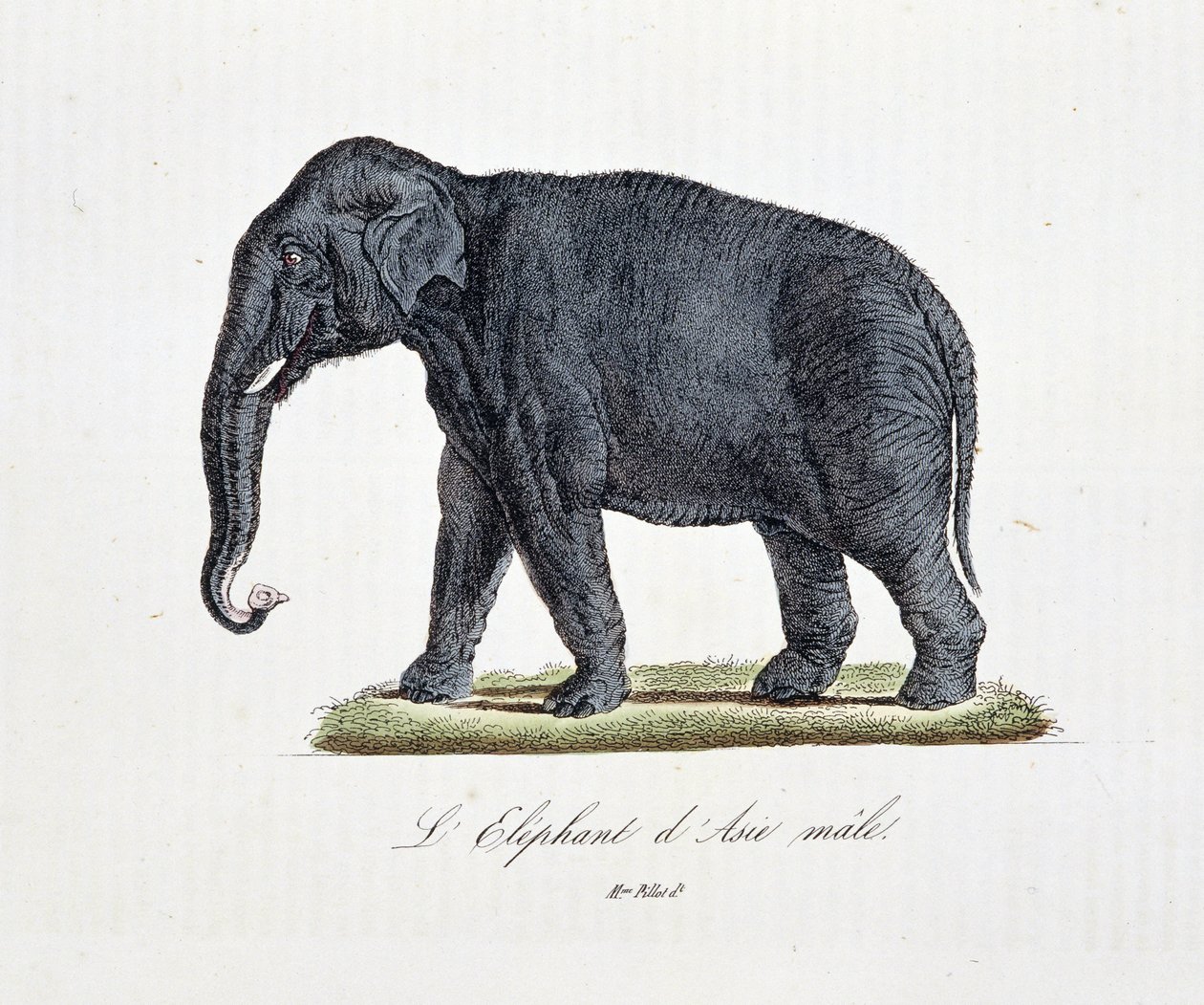 Natuurhistorische plaat: Zoölogische kaart die de Aziatische olifant mannetje afbeeldt - in 