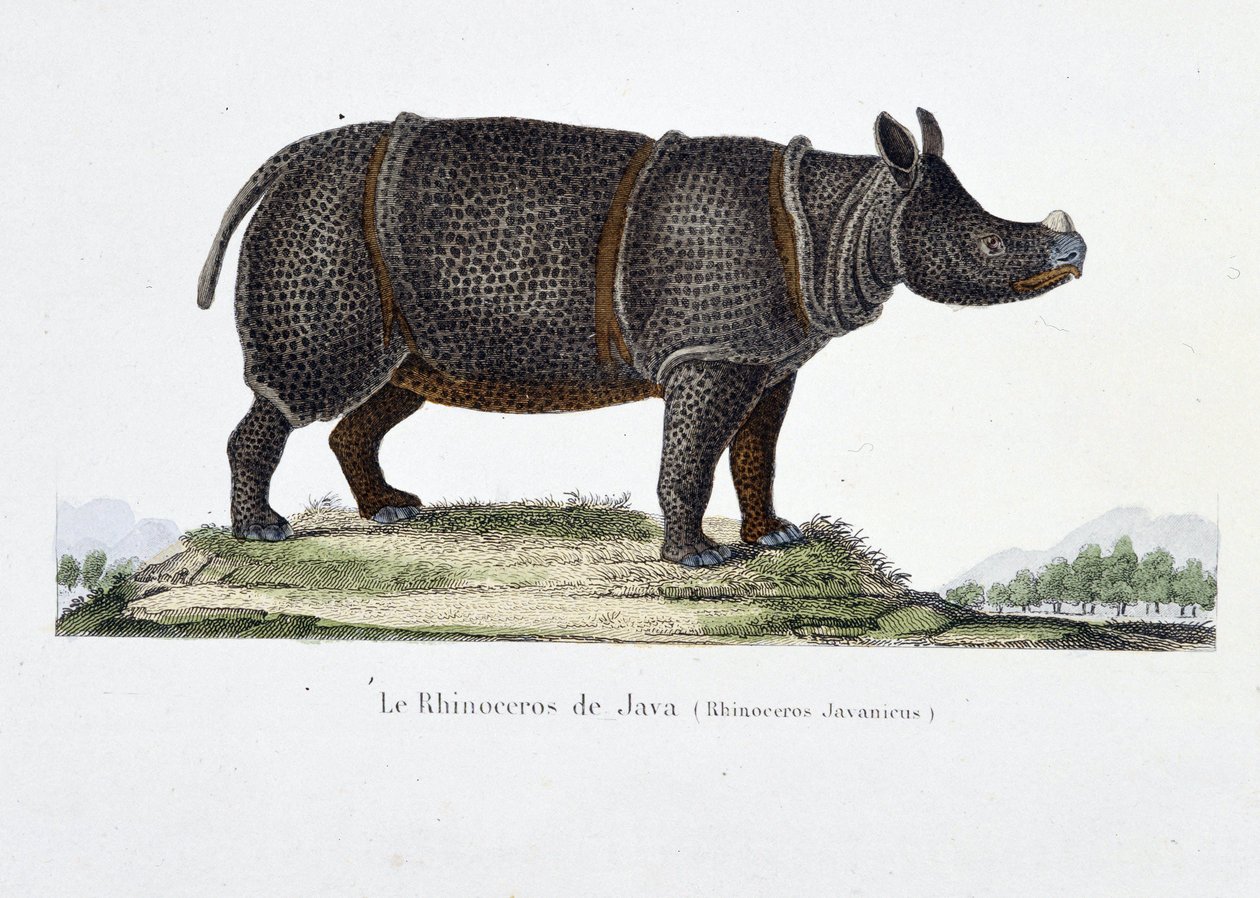 Natuurhistorische plaat: Zoölogische kaart die de Javaanse neushoorn afbeeldt (Rhinoceros Javanicus) - in 