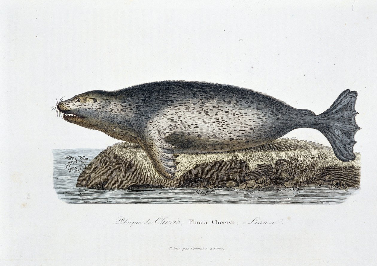 Natuurhistorisch bord: Zoölogisch bord dat de zeehond van Choris, Phoca Chorisii, Lesson voorstelt - in “Werken van Buffon” door natuuronderzoeker Georges Louis Leclerc, Graaf van Buffon (1707 - 1788). Gravure uit 1837 door Georges Louis Leclerc