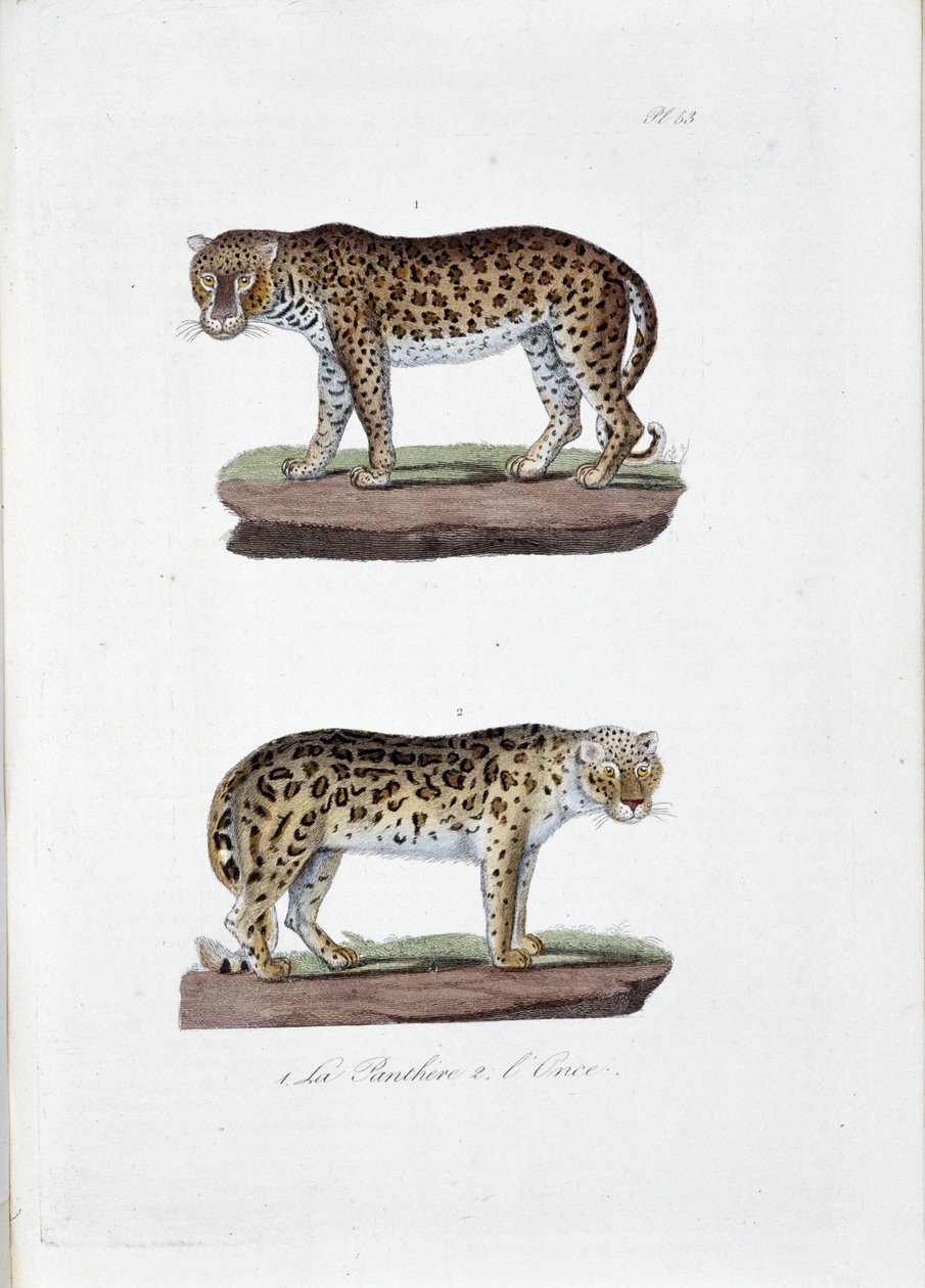 Natuurhistorische plaat: Zoölogische plaat die 1. De Panghere en 2. De Sneeuwluipaard afbeeldt - in 