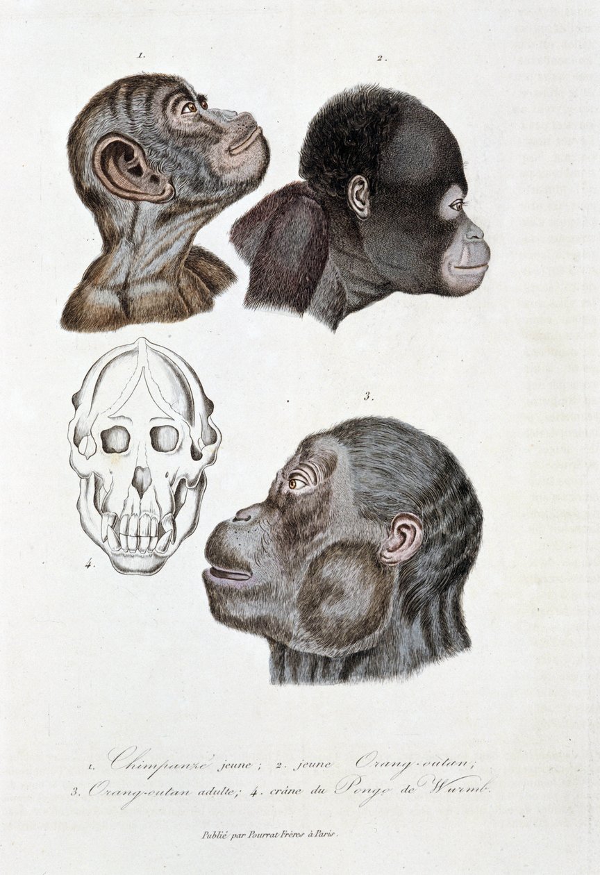Natuurhistorische plaat: Zoölogische plaat die 1. Jonge chimpansee; 2. jonge Orang-oetan (orang-oetan, orang-oetang, orang-oetang); 3. Volwassen Orang-oetan; 4. Schedel van de Pongo de Wurmb afbeeldt - in 