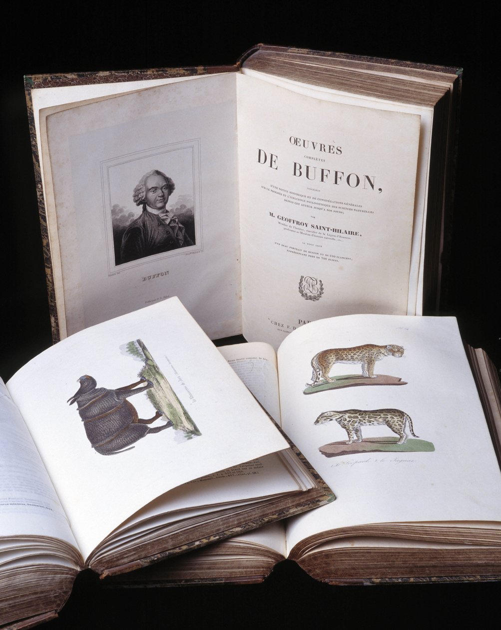 Stilleven van de Volledige Werken van Buffon door natuuronderzoeker Georges Louis Leclerc, Graaf van Buffon. Gravure uit 1837. door Georges Louis Leclerc