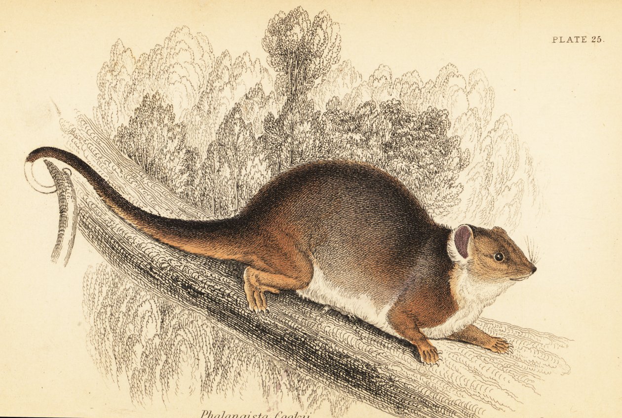 Pseudocheirus peregrinus door Georges Robert Waterhouse