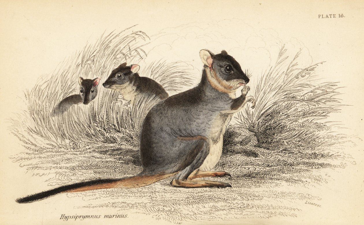 Langvoetpotoroe, Potorous longipes. Kwetsbaar door Georges Robert Waterhouse