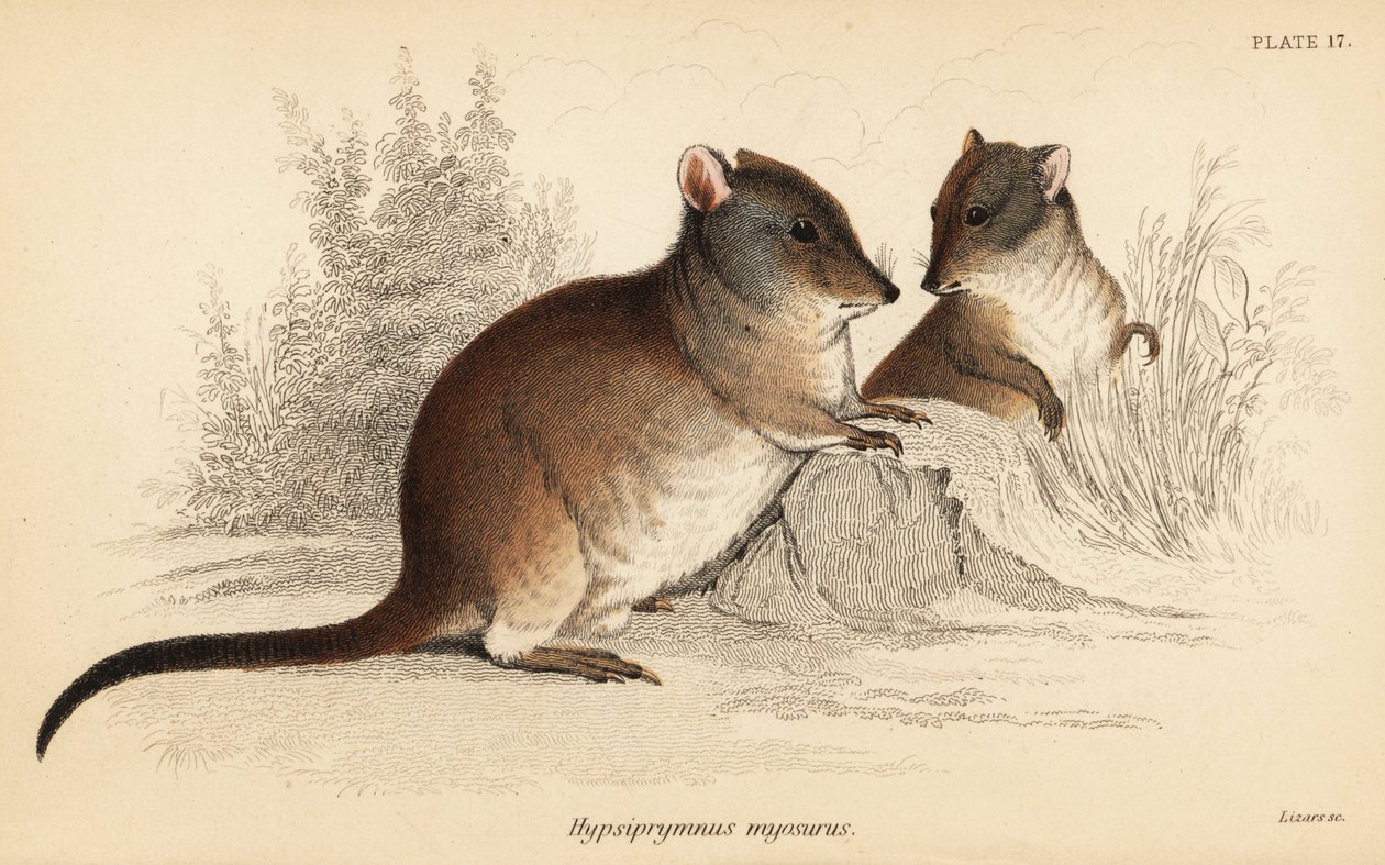 Langneus potoroe, Potorous tridactylus tridactylus door Georges Robert Waterhouse