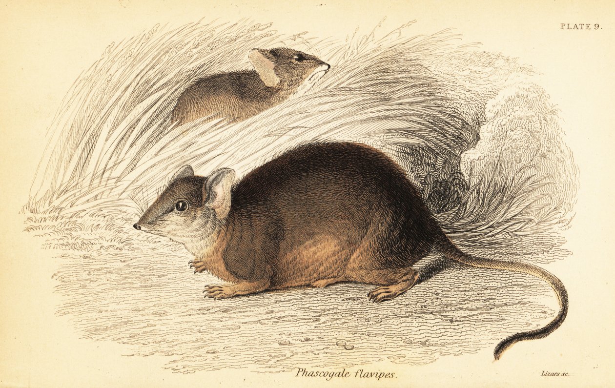 Mardo of geelvoetige antechinus, Antechinus flavipes, 1841 (gravure) door Georges Robert Waterhouse