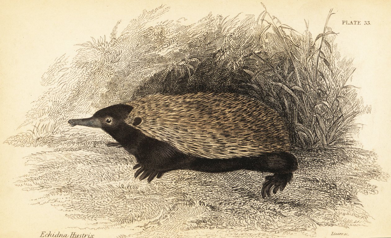 Kortsnuitige echidna, Tachyglossus aculeatus door Georges Robert Waterhouse