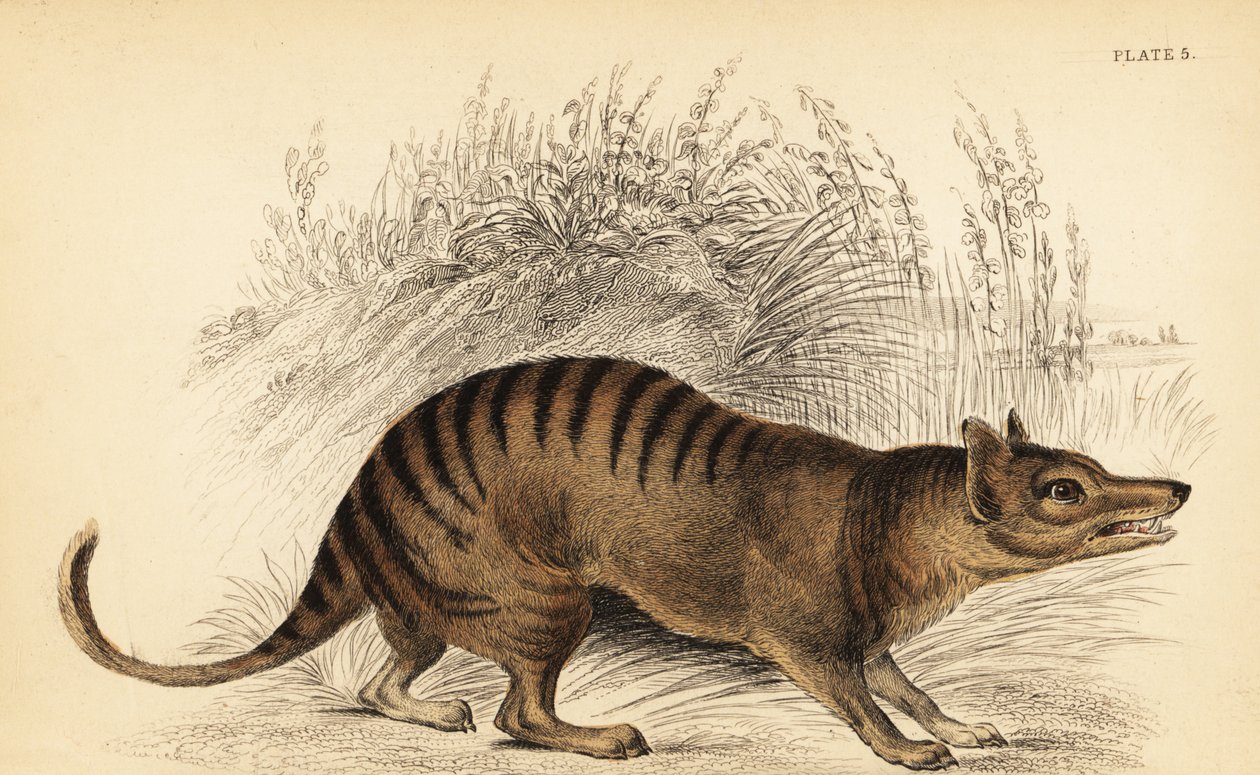 Tasmaanse tijger, Thylacinus cynocephalus. Uitgestorven, 1841 (gravure) door Georges Robert Waterhouse