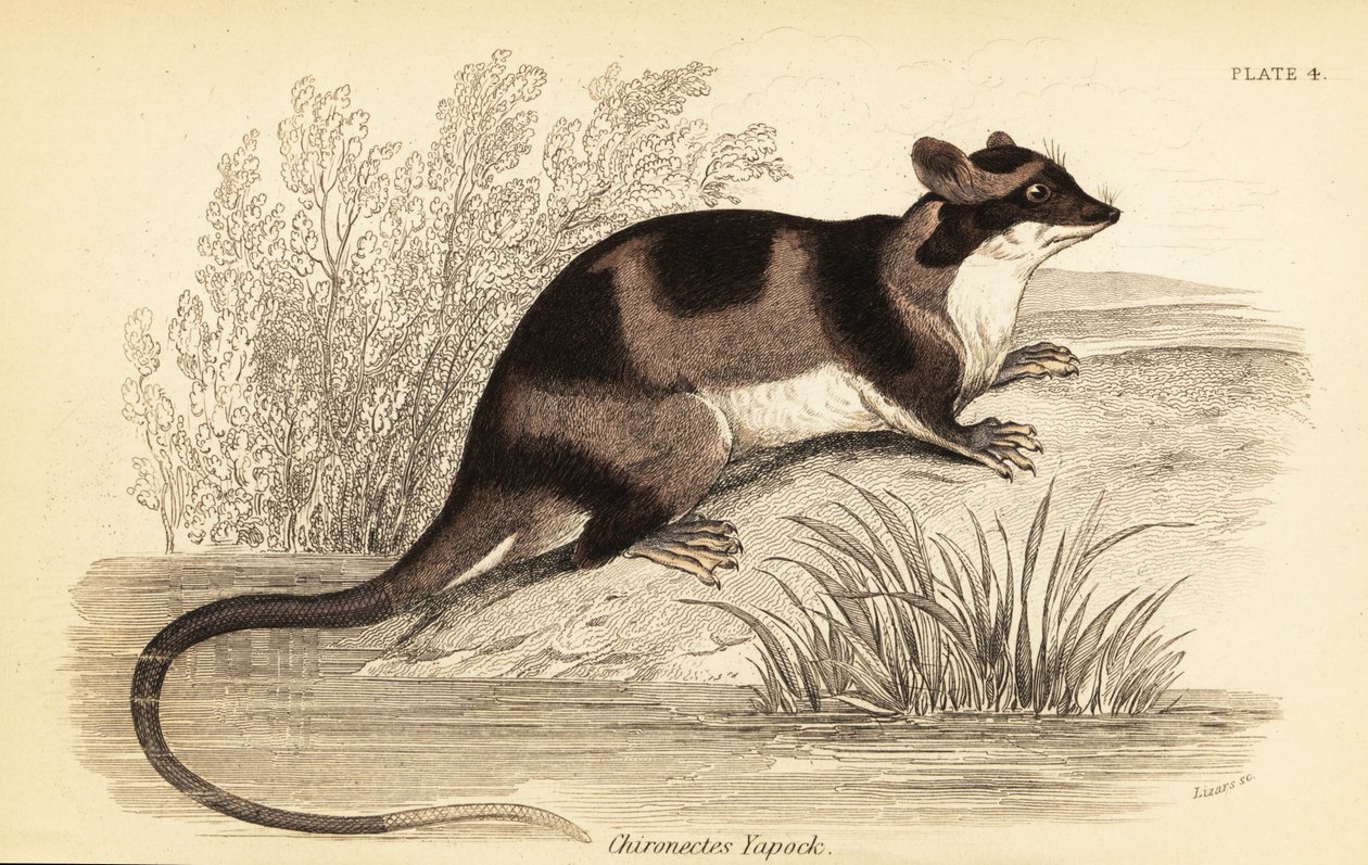 Waterbuidelrat of yapok, Chironectes minimus (gravure) door Georges Robert Waterhouse
