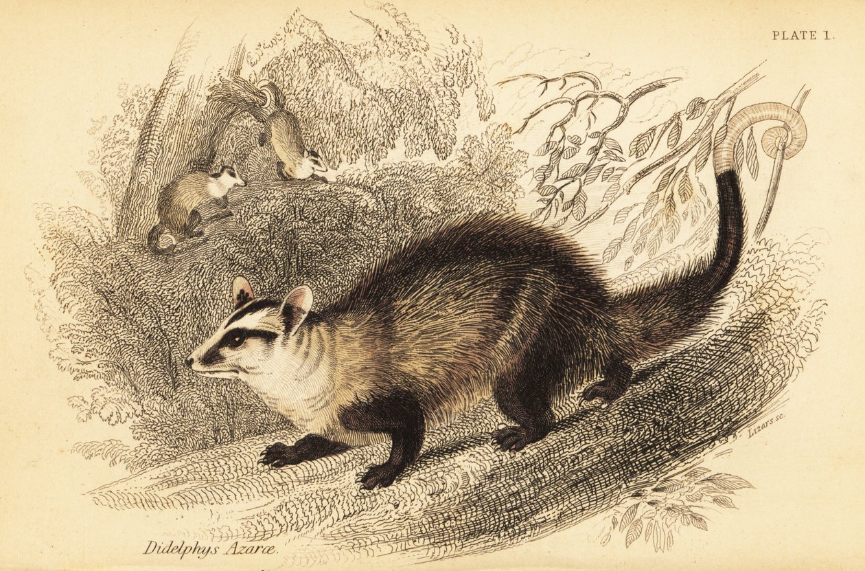 Witoor buidelrat, Didelphis albiventris (gravure) door Georges Robert Waterhouse