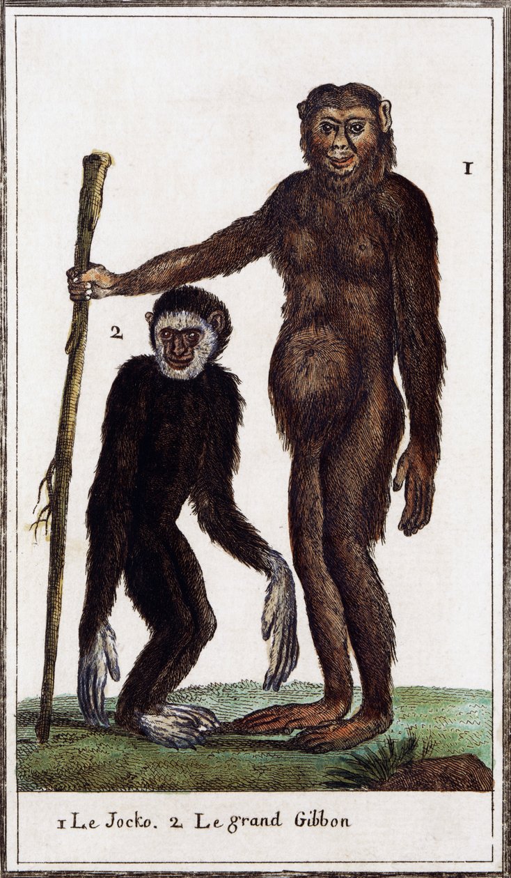 Jocko, chimpansee of gibbon, illustratie uit Histoire naturelle door Georges de Buffon