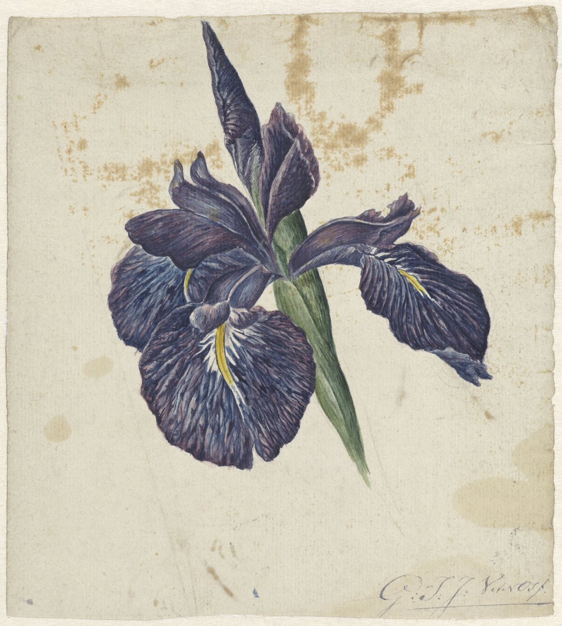 Iris door Georgius Jacobus Johannes van Os
