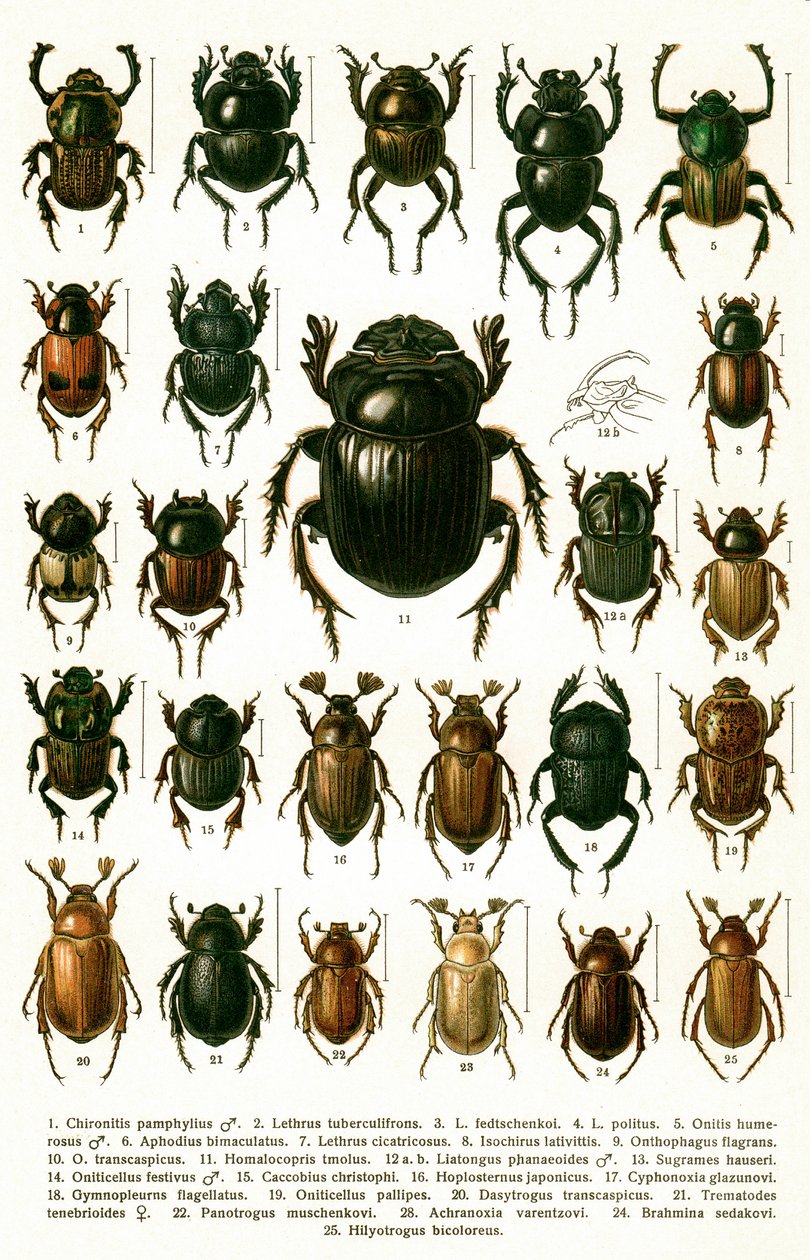 Antieke prent van variëteiten van Europese kevers, ca. 1910 (chromolithografie) door Georgiy Jacobson