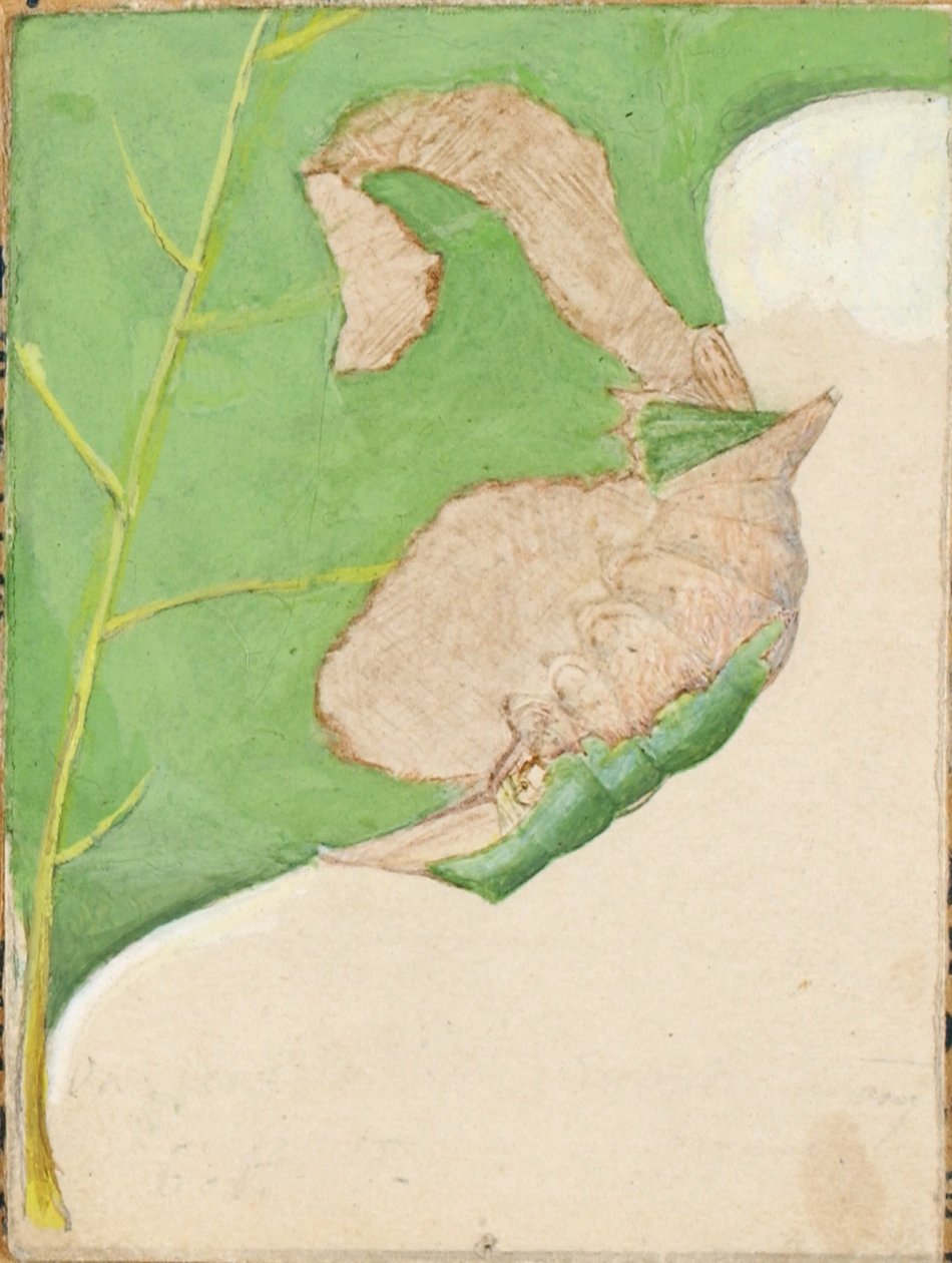 Eikenbladrandrups, studie voor boek Concealing Coloration in the Animal Kingdom door Gerald H. Thayer
