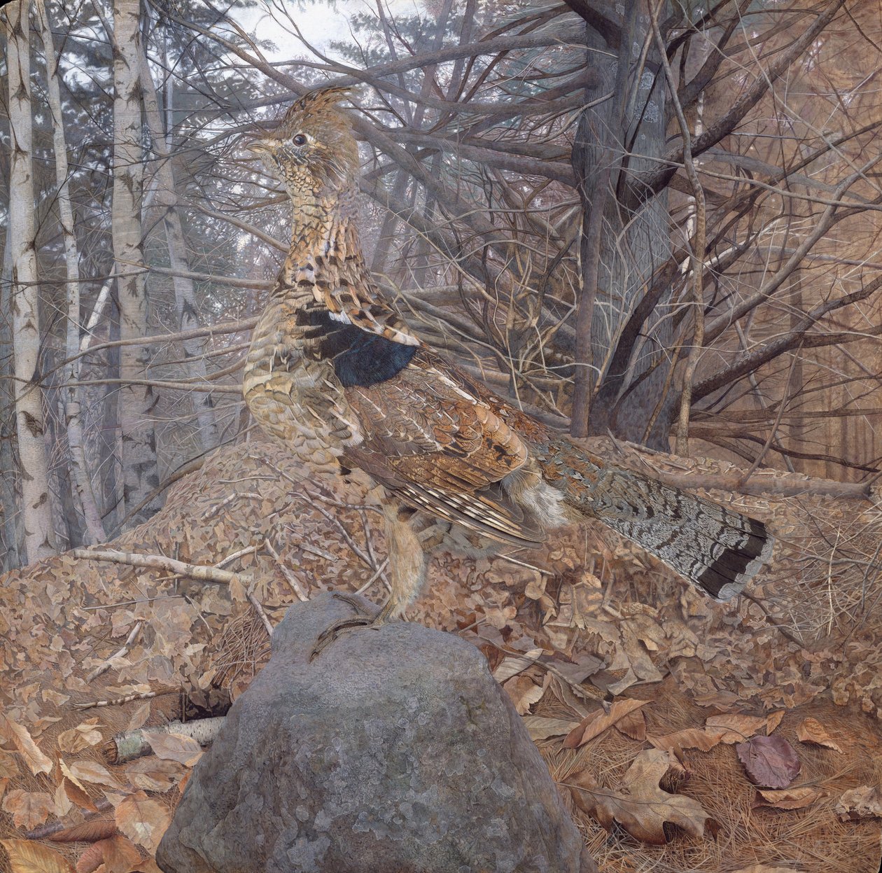 Mannelijke Ruffed Grouse in het Bos, 1907-08 door Gerald Thayer