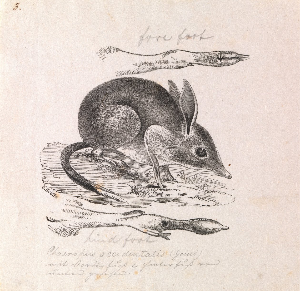 Varkenspootbuideldas, Chaeropus ecaudatus door Gerard Krefft