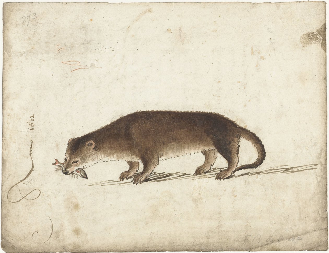 Otter met een vis in zijn bek door Gerard ter Borch (I)