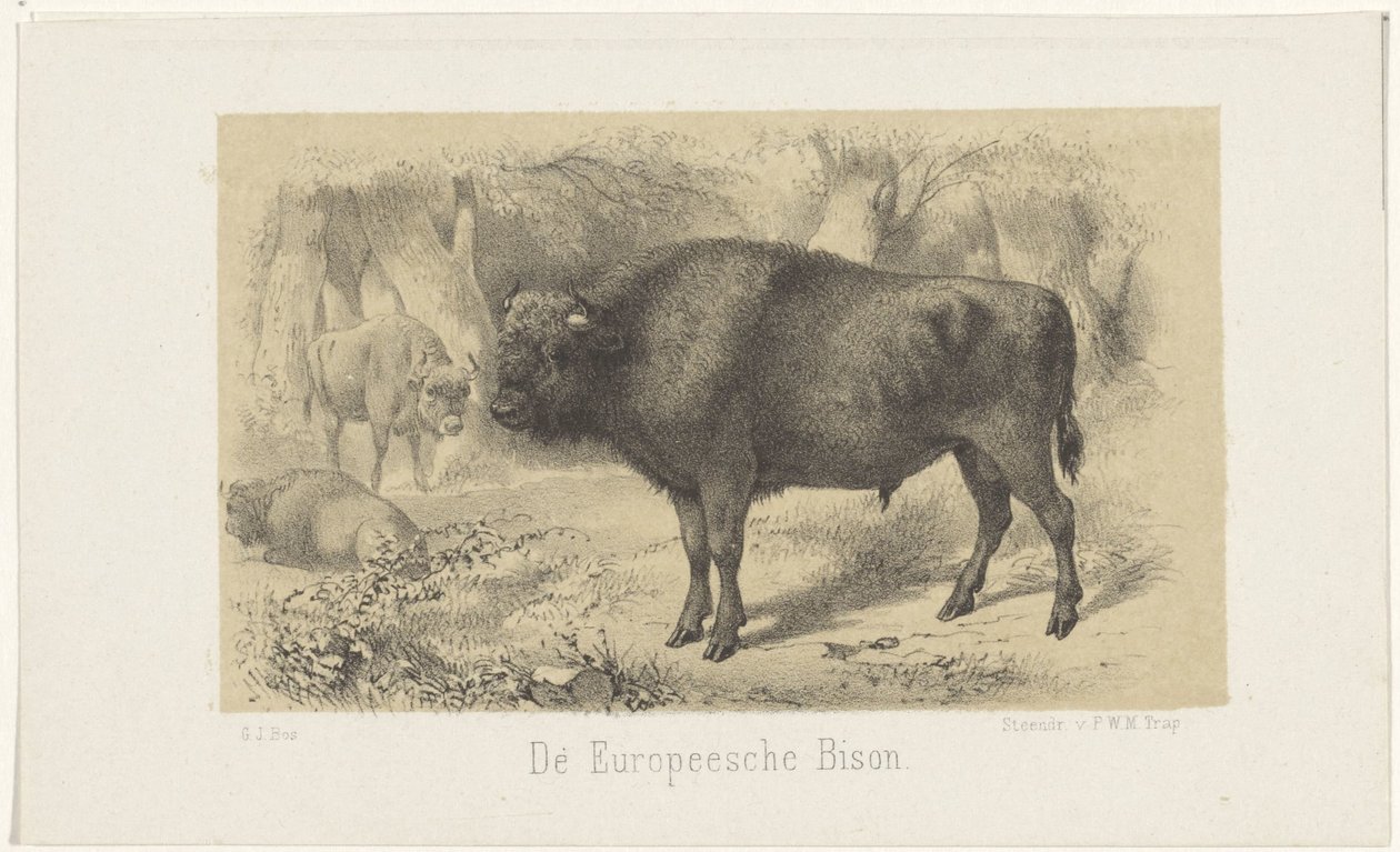 Europese bizon door Gerardus Johannes Bos