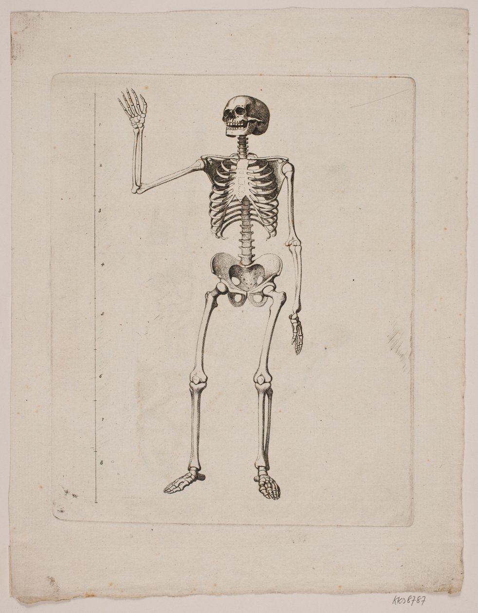 Skelet door Gerhard Ludvig Lahde