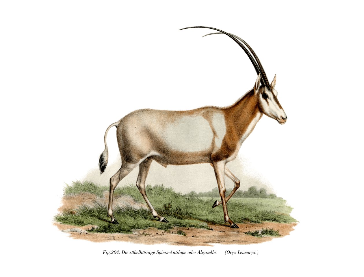 Arabische Oryx door German School