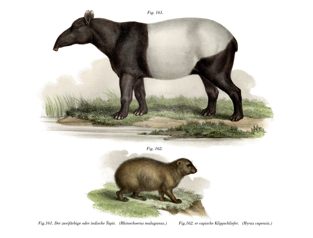 Aziatische Tapir door German School