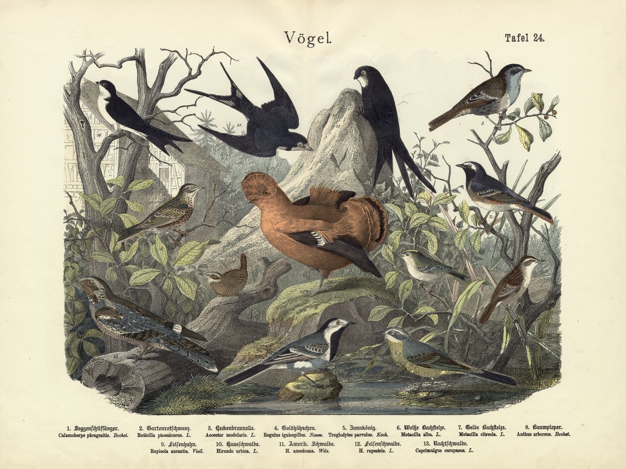 Vogels, c.1860 door German School