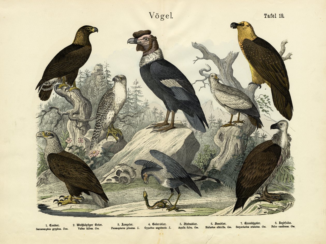 Vogels, ca. 1860 door German School