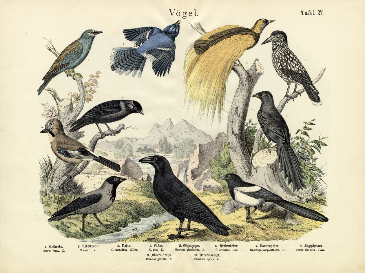 Vogels, ca. 1860 door German School