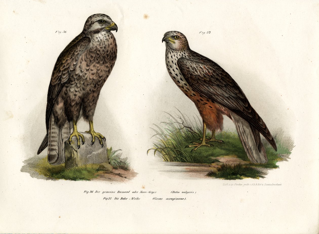 Buizerd, 1864 door German School